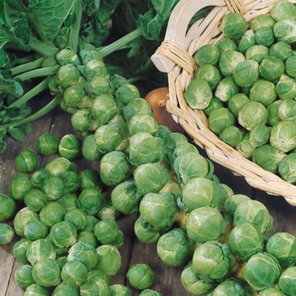 Long Island Improved Brussel Sprouts